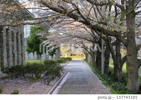 桜の花びらが落ちる公園の小径 137743385