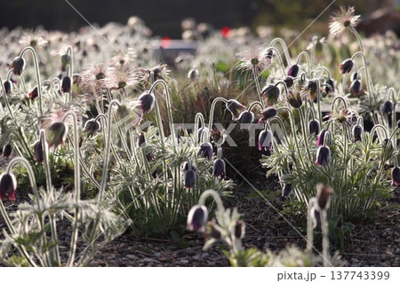 逆光の中のオキナグサ 137743399