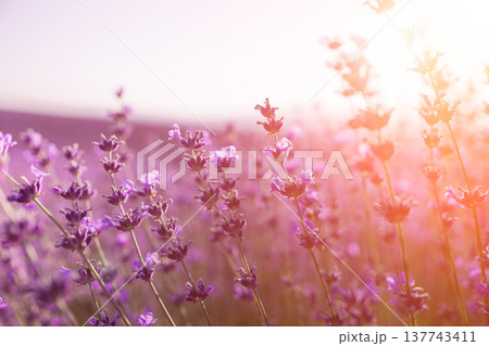 Lavender field sunset blooming purple flowers under golden hour light creating a dreamlike and serene summer atmosphere Lavender field sunset blooming purple flowers under golden hour light creating a dreamlike and serene summer atmosphere 137743411