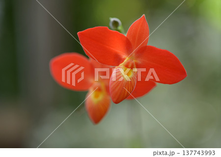 フラグミペディウム ・ベッセアエ 137743993