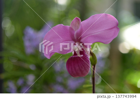 フラグミペディウム・コバチー 137743994