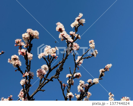 Apricot blossoms with bees hover above dark branches under a deep blue sky. Pollination, spring awakening, biodiversity, fragile bloom, and the living energy of nature in sunlight. Apricot blossoms with bees hover above dark branches under a deep blue sky. Pollination, spring awakening, biodiversity, fragile bloom, and the living energy of nature in sunlight. 137744024