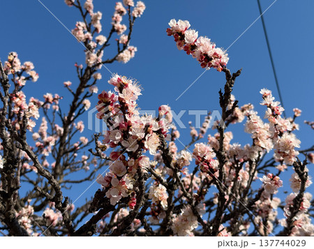 Apricot branches covered with blossoms rise into a clear blue sky. Spring awakening, pollination, renewal, and the delicate vitality of flowering trees filled with light, air, and motion. Apricot branches covered with blossoms rise into a clear blue sky. Spring awakening, pollination, renewal, and the delicate vitality of flowering trees filled with light, air, and motion. 137744029