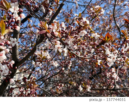 Spring blossom canopy with pale flowers and burgundy leaves in soft daylight. Renewal, pollination, seasonal abundance, botanical texture, and the delicate rhythm of flowering branches alive with air Spring blossom canopy with pale flowers and burgundy leaves in soft daylight. Renewal, pollination, seasonal abundance, botanical texture, and the delicate rhythm of flowering branches alive with air 137744031