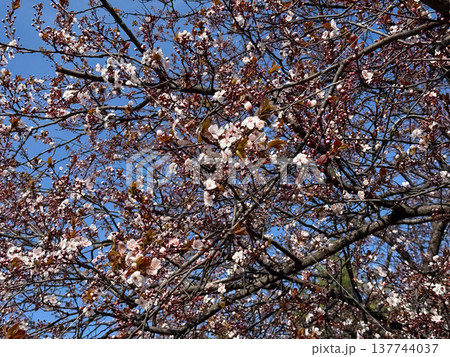 Spring canopy of pale blossoms and burgundy leaves against a clear blue sky. Renewal, abundance, seasonal growth, botanical texture, and the airy rhythm of flowering branches in sunlight. 137744037