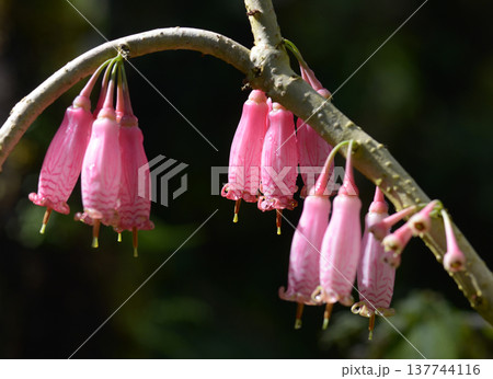 アガペテス・グランディフロラ 137744116