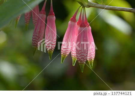 アガペテス・グランディフロラ 137744121