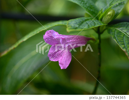 リュエリア・マクランサア 137744365