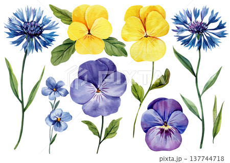 Blue and yellow flower watercolor clipart set with cornflower pansy and botanical blooms isolated on light background Blue and yellow flower watercolor clipart set with cornflower pansy and botanical blooms isolated on light background 137744718
