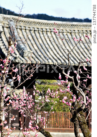 随心院　名勝小野梅園　はねず梅と薬医門(京都市山科区) 137744788