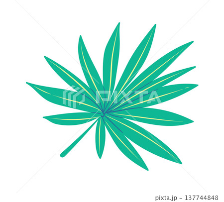 Palm Leaf Top View Botanical Palm Leaf Top View Botanical 137744848