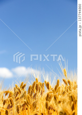 黄金色の麦の穂と抜けるような青空_縦 137744860