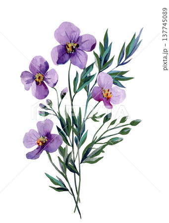 Purple flower watercolor botanical branch with soft violet blooms and elegant foliage isolated on white background Purple flower watercolor botanical branch with soft violet blooms and elegant foliage isolated on white background 137745089