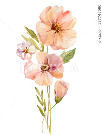 Peach flower watercolor clipart with soft pink blooms and green leaves isolated on light background botanical branch 137745090