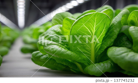 Fresh romaine lettuce growing under artificial lights in a modern indoor vertical farm Fresh romaine lettuce growing under artificial lights in a modern indoor vertical farm 137745232