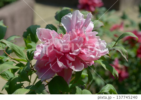 桃園　ボタン 137745240