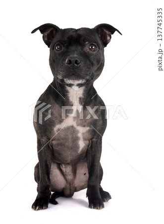 staffordshire bull terrier staffordshire bull terrier 137745335