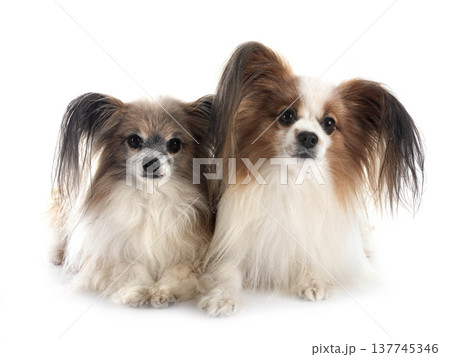 papillon dogs in studio 137745346