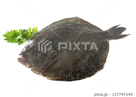 turbot fish in studio 137745349