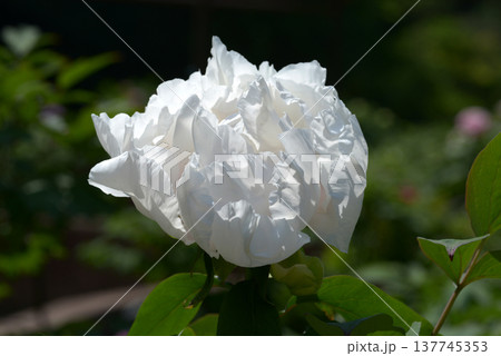 天空　ボタン 137745353