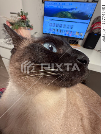 Funny Siamese cat lounges calmly indoors beside a home desk. Relaxation, companionship, fun, quiet routine, and the intimate presence of a pet in everyday living space. 137745401