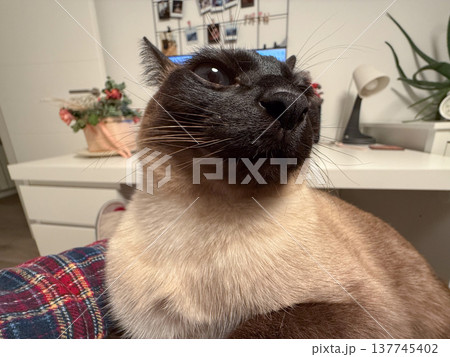 Close portrait of a Siamese cat with bright blue eyes at home. Attention, trust, companionship, tenderness, and the expressive charm of a pet sharing quiet domestic moments. 137745402