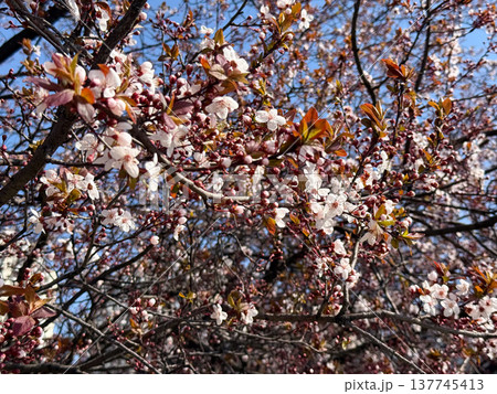 Slender blooming branches reach upward into a clear blue spring sky. Hope, openness, renewal, seasonal ascent, and the airy elegance of flowering growth stretching toward light. 137745413