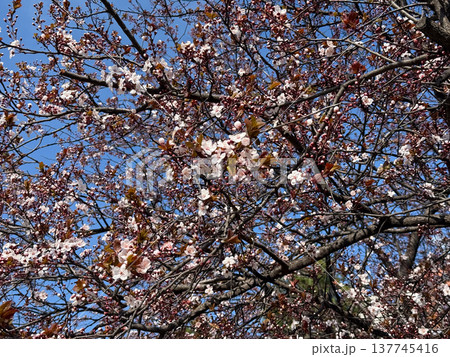 Spring blossom canopy with pale flowers and burgundy leaves in soft daylight. Renewal, pollination, seasonal abundance, botanical texture, and the delicate rhythm of flowering branches alive with air 137745416