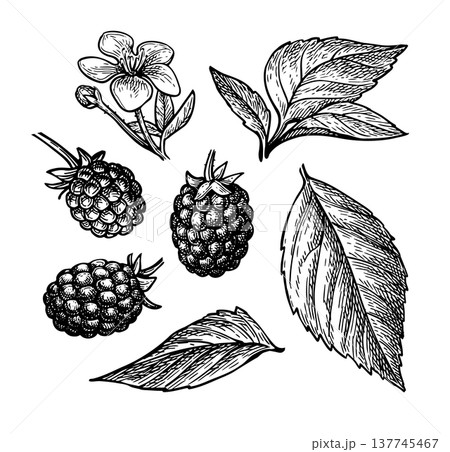 Blackberry ink sketch set Blackberry ink sketch set 137745467