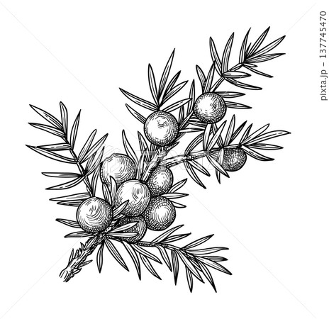 Juniper branch with berries ink illustration Juniper branch with berries ink illustration 137745470