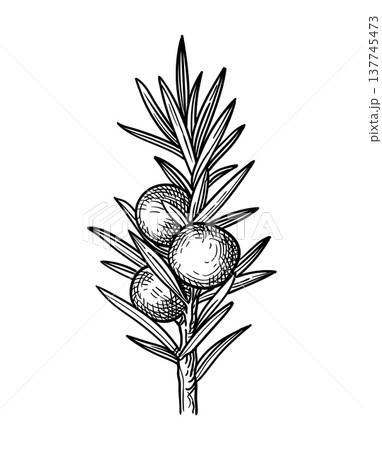 Juniper branch with berries engraving illustration 137745473