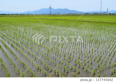田植え2週間後の水田 田植え2週間後の水田 137745692