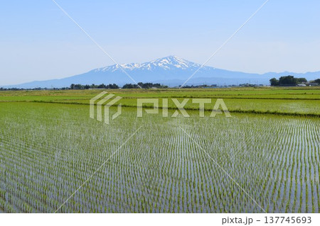 田植え2週間後の水田 田植え2週間後の水田 137745693
