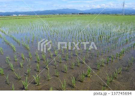 田植え2週間後の水田 137745694