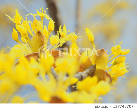春黄金花(afli20260227131615) 春黄金花(afli20260227131615) 137745707