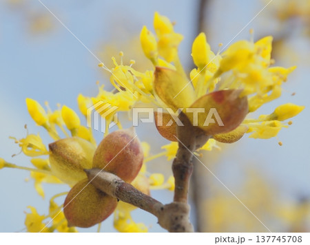 春黄金花（afli20260227132018） 137745708