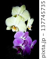 Open orchid flower 137745735