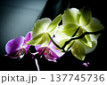 Open orchid flower 137745736