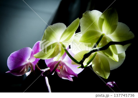 Open orchid flower 137745736