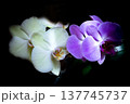 Open orchid flower 137745737