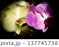 Open orchid flower 137745738