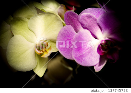 Open orchid flower Open orchid flower 137745738