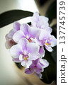 Open orchid flower 137745739