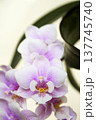Open orchid flower 137745740