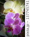 Open orchid flower 137745741