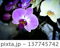 Open orchid flower 137745742