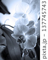 Open orchid flower 137745743