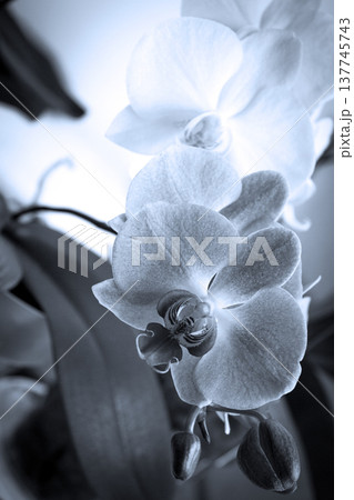 Open orchid flower Open orchid flower 137745743