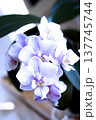 Open orchid flower 137745744