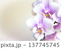 Open orchid flower 137745745